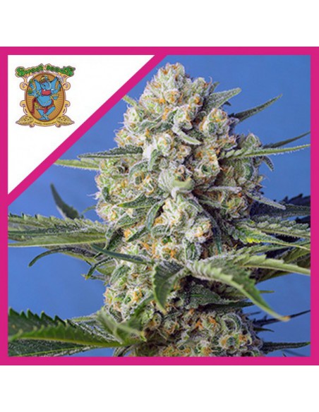 Sweet Seeds Crystal Candy Fem X3+1