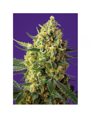 Sweet Seeds Crystal Candy Xl Auto X3+1