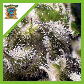 Sweet Seeds Cream Caramel Auto X3+1