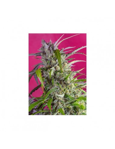 Sweet Seeds Crystal Candy Auto X3+1