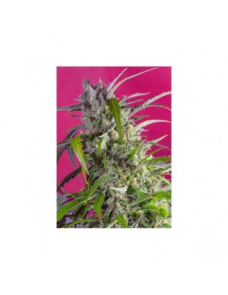 Sweet Seeds Crystal Candy Auto X3+1