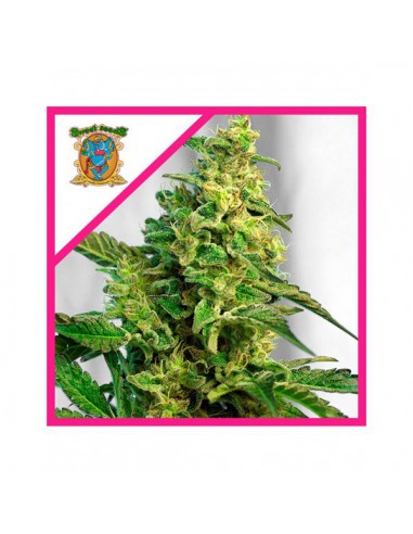 SWEET SEEDS GREEN POISON XL AUTO X25