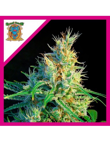 Sweet Seeds Psicodelicia Sweet Fem X3+1