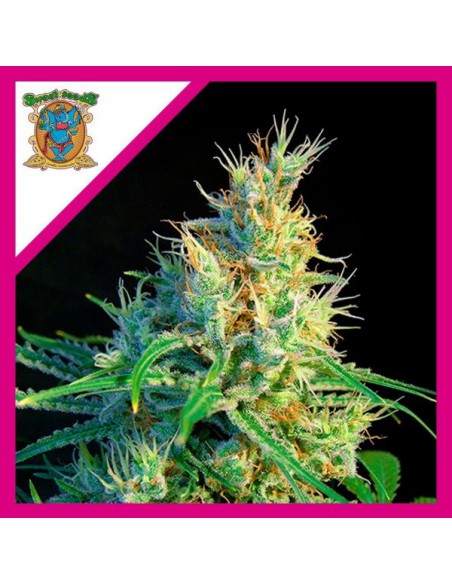 Sweet Seeds Psicodelicia Sweet Fem X3+1