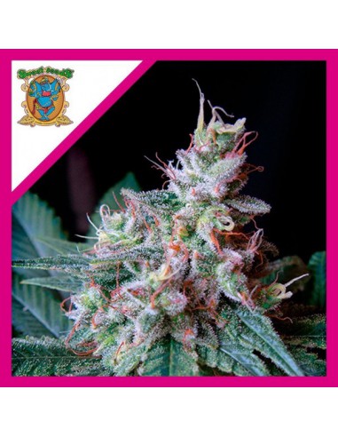 Sweet Seeds Cream Caramel Fem X3+1