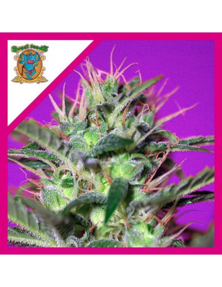 SWEET SEEDS SEMILLA BOTAFUMEIROS FEM X 3+1