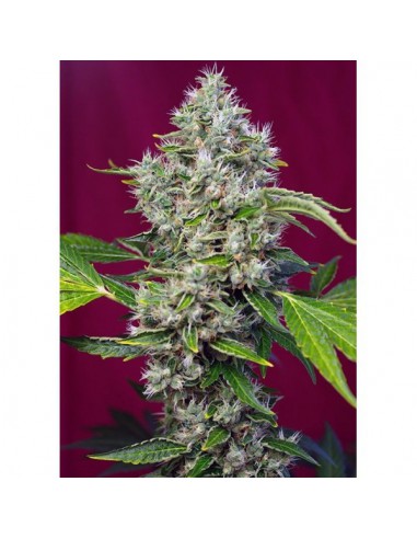 Sweet Seeds San Fernando Lemon Kush Fem X3+1