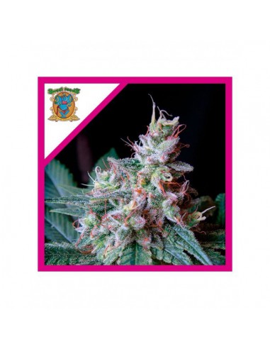 Sweet Seeds Cream Caramel Fem X25