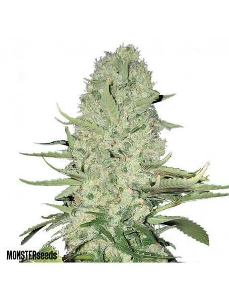 White Widow Fem x10 - Monster Seeds