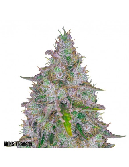 Tutankhamon Fem x3 - Monster Seeds