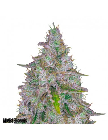 Tutankhamon Fem x10 - Monster Seeds