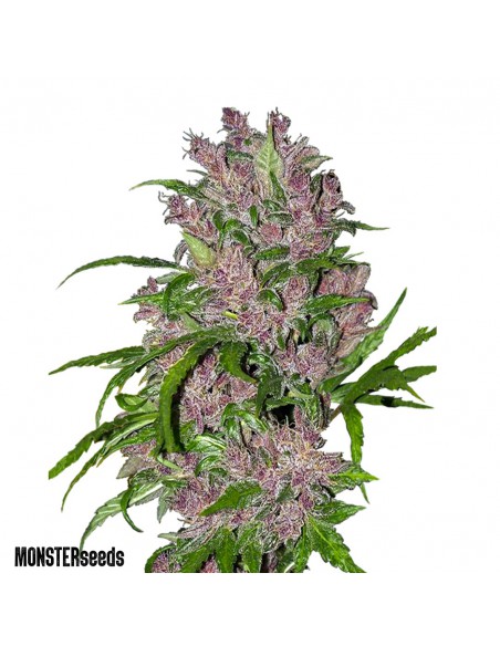 Purple Skunk Auto x3 - Monster Seeds