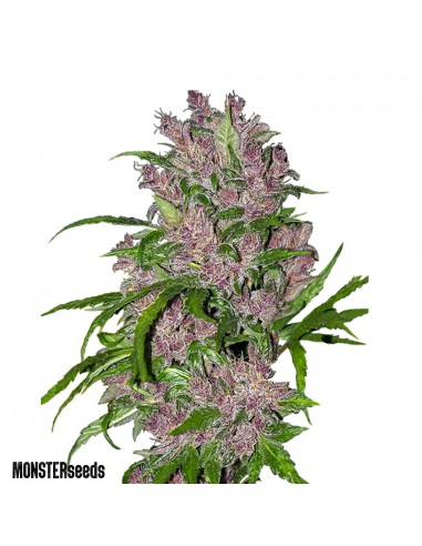 Purple Skunk Auto x100 - Monster Seeds