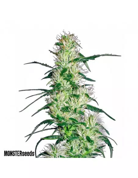 Purple Haze Auto x100 - Monster Seeds