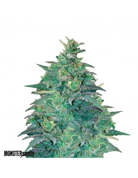 Juanita la Lagrimosa Fem x1 - Monster Seeds