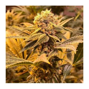 R-KIEM SEEDS REGULAR (10UD)