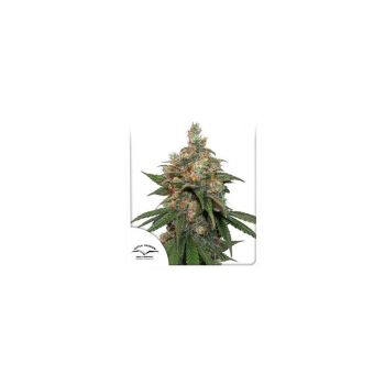 Dutch Passion Hifi 4G Fem X3