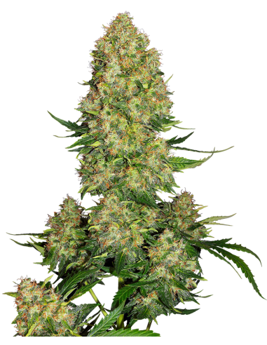 Sensi Seeds - Skunk 1 Auto x3