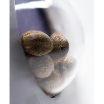 Sensi Seeds - Sensi Skunk Auto x3