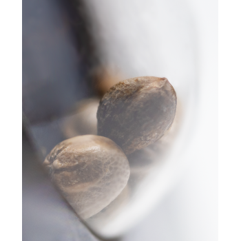 Sensi Seeds - Early Skunk Auto x3