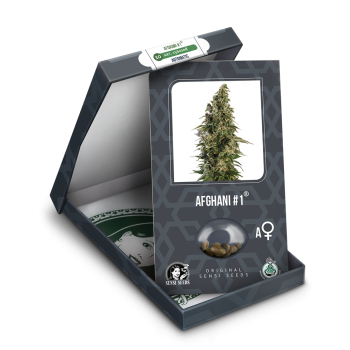 Sensi Seeds - Afghani 1 Auto x3