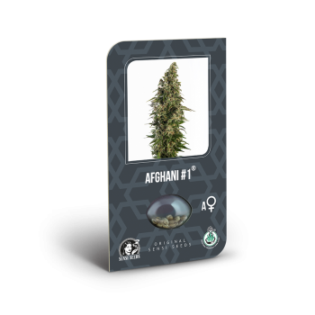 Sensi Seeds - Afghani 1 Auto x3
