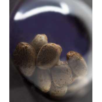 Sensi Seeds - Afghani 1 Auto x3