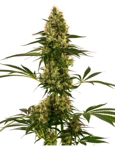 Sensi Seeds - Blue Bullet Auto x3