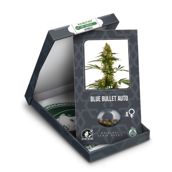 Sensi Seeds - Blue Bullet Auto x3