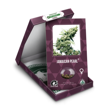 Sensi Seeds - Jamaican Pearl Fem x3