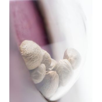 Sensi Seeds - Jamaican Pearl Fem x3