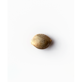 Sensi Seeds - Michka Fem x3