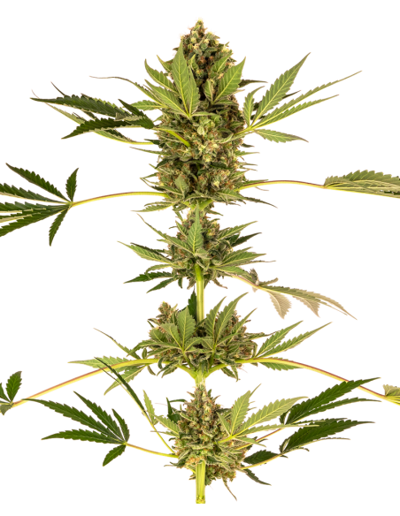 Sensi Seeds - Himalayan CBD Fem x3