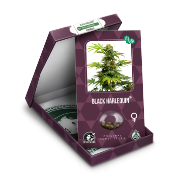 Sensi Seeds - Black Harlequin Fem x3