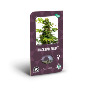 Sensi Seeds - Black Harlequin Fem x3
