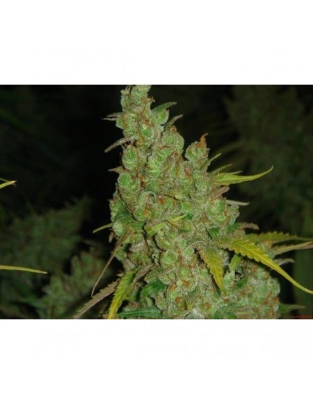 Medical Seeds 1024 5 Uds