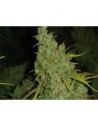 Medical Seeds 1024 5 Uds