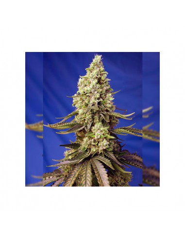 RUNTZ XL AUTO X3+1-SWEET SEEDS