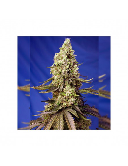 RUNTZ XL AUTO X3+1-SWEET SEEDS