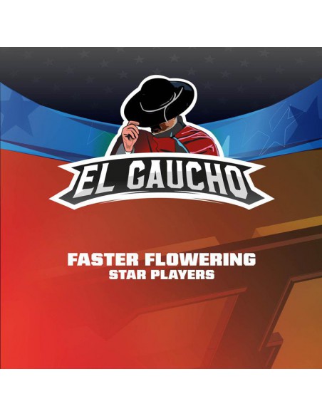 El Gaucho Faster X2 Star Players - Bsf Seeds