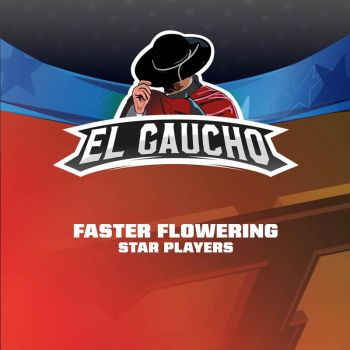 El Gaucho Faster X12 Star Players - Bsf Seeds