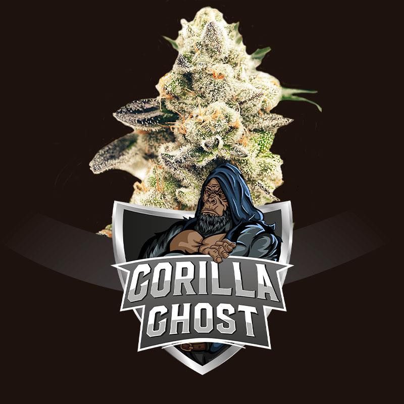 Gorilla Ghost X4 2021 - Bsf Seeds