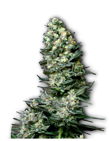 BUDDHA SEEDS MAGNUM AUTO X3