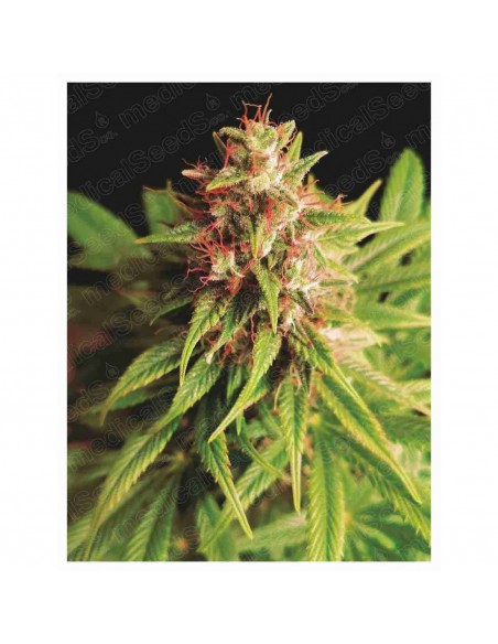 RED CROSS CBD FEM X3-MEDICAL SEEDS