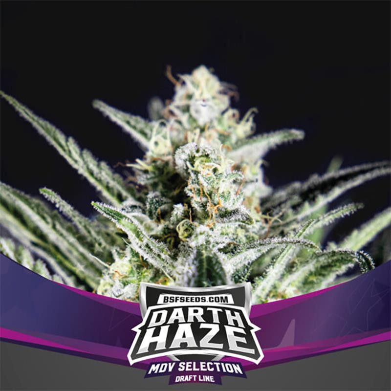Darth Haze X7 - BSF Seeds