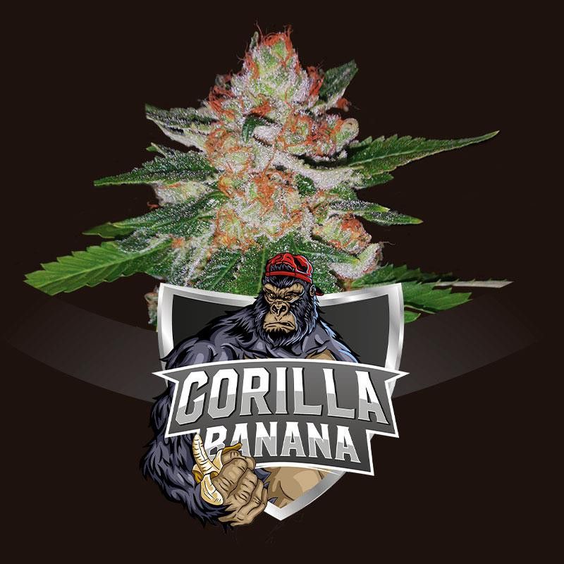 Gorilla Banana X2 BSF Seeds