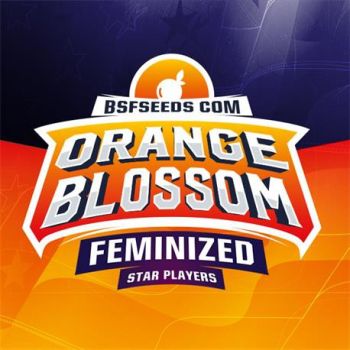 Orange Blossom X4 BSF Seeds