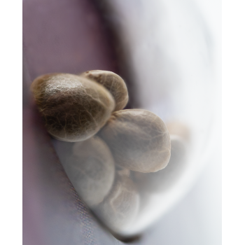 Shiva Skunk X3 Sensi Seeds