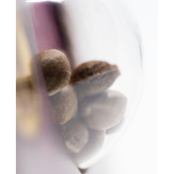 Super Skunk X3 Sensi Seeds