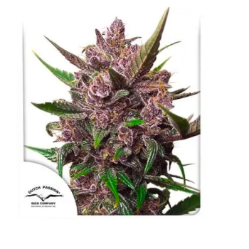 Blackberry Kush Auto X3 Dutch Passion